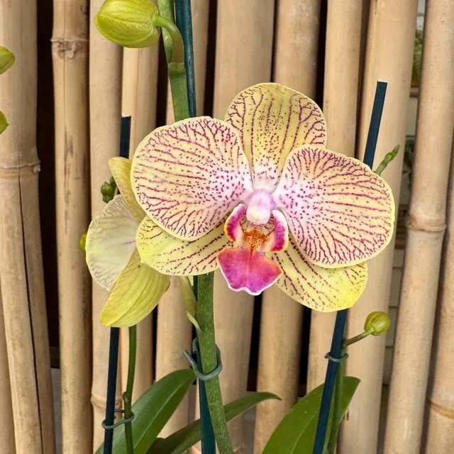 Phalaenopsis Honeydew