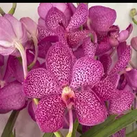 Mokara Orchid Anne Kool Kasem Delight - Mature Big Top Cutting - Ready To Flower