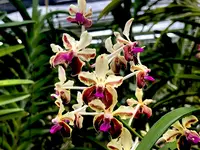 Vanda lamellata 4N