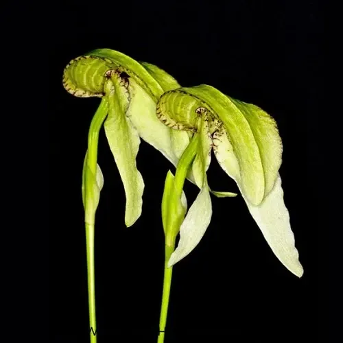 Bulbophyllum arfakianum (Bulbophyllum)