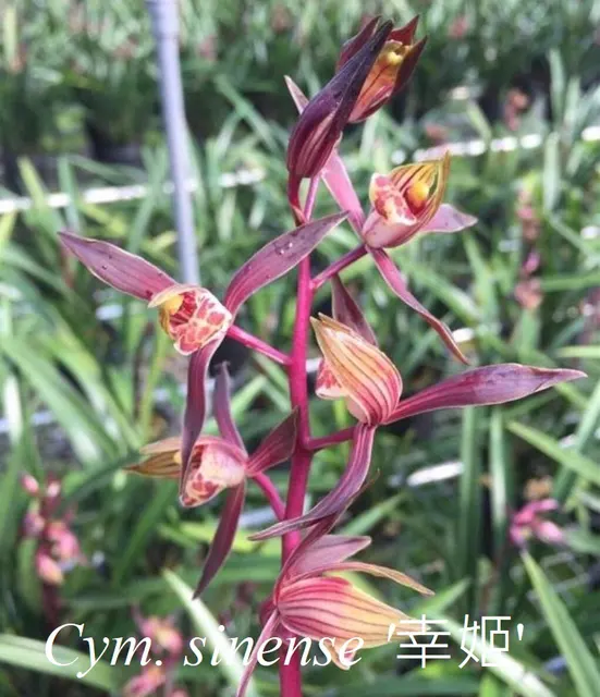 Cymbidium sinense 'XingJi' (Cymbidium)