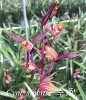 Cym. sinense 'XingJi' (CYMS21) ( - - sinense )