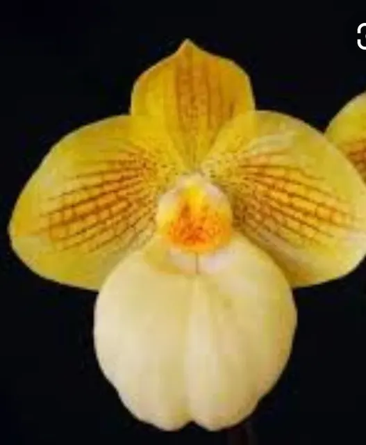 Paphiopedilum Fumi's Delight (Paphiopedilum)