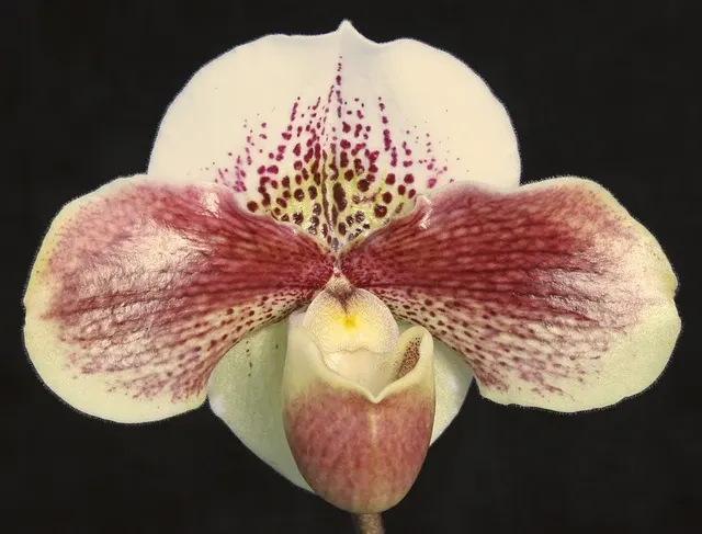 Paphiopedilum Lady Luck ‘Candor' AM/AOS