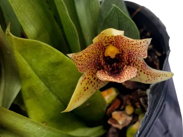 Promenaea rollissonii var aurea (Promenaea)