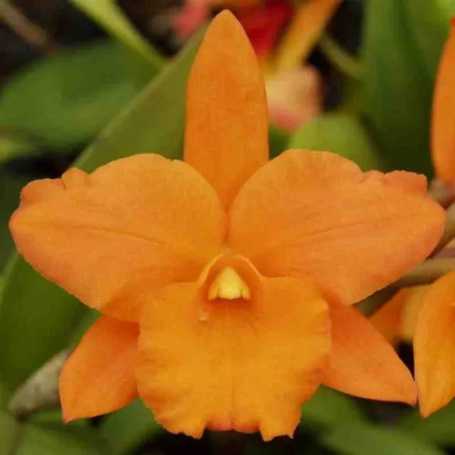 Brassolaeliocattleya Orange Nugget 'Lea' (Brassolaeliocattleya)