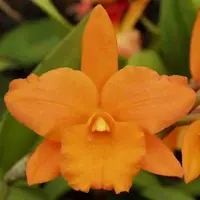 Blc. Orange Nugget 'Lea'