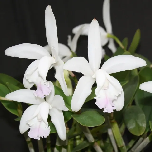 Cattleya intermedia var. amethystina 'Jewell Blush' (Cattleya)