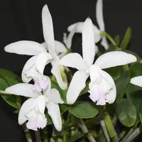 Cattleya intermedia var. amethystina ‘Jewell Blush’