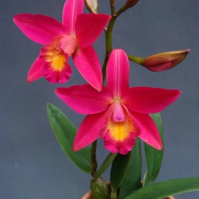 Cattleya Chian-Tzy Guiding 'Chian-Tzy Red Top' (Cattleya)