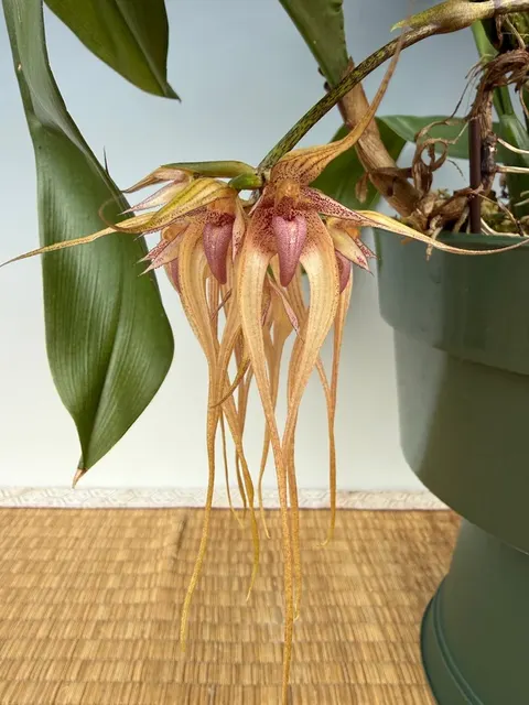 Bulbophyllum longissimum x pahudii