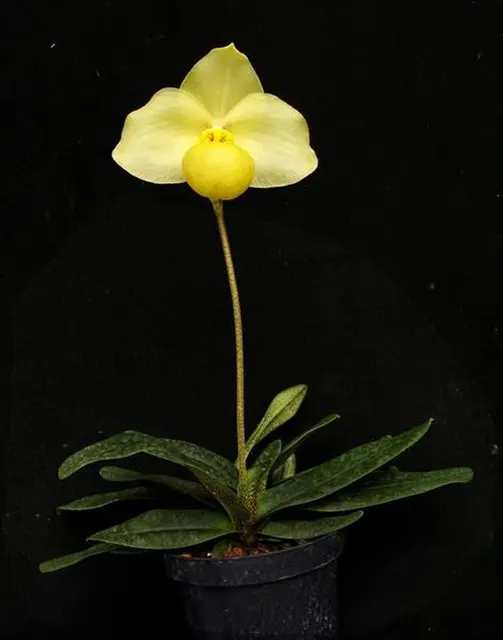 Paphiopedilum Franz Glanz (Paphiopedilum)