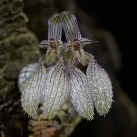 Bulbophyllum polliculosum