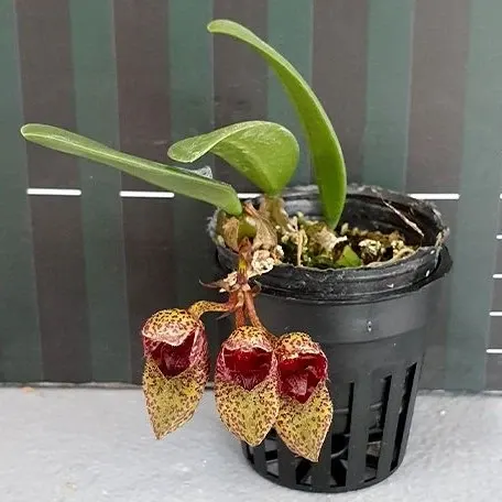 Bulbophyllum frostii × sib (Bulbophyllum)