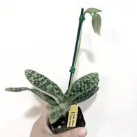 2" Paphiopedilum Lady Slipper Orchid Makuli - Curtisil - Maudiae x Maudiae - Napa Valley