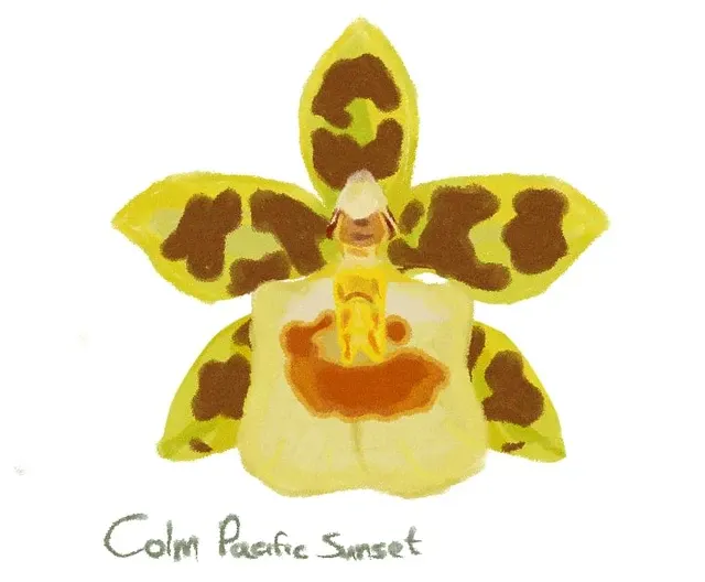 Oncidium Colm. Pacific Sunset (Oncidium)