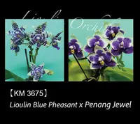 Phal. Lioulin Blue Pheasant x Penang Jewel