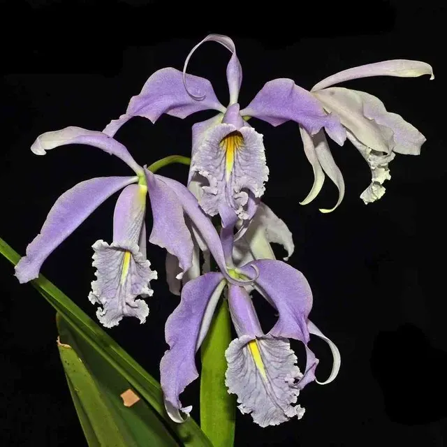 Cattleya maxima coerulea x 'Angelo'