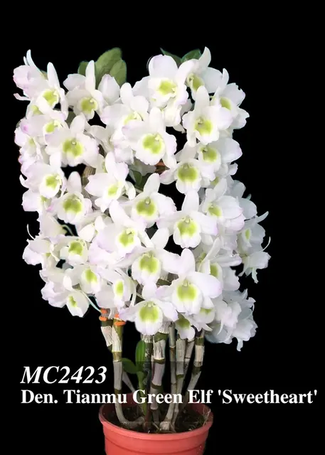 Dendrobium Tianmu Green Elf 'Sweetheart , Note : New Mini Nobile Type' (Dendrobium)