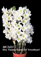 Den. Tianmu Green Elf 'Sweetheart , Note : New Mini Nobile Type ' (Spring Dream x Spring Snow)