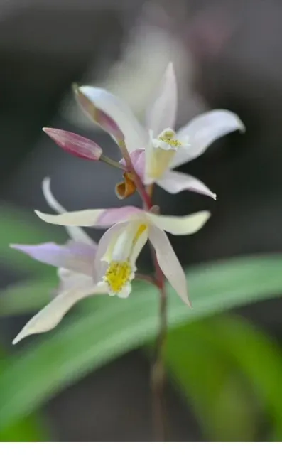 Bletilla striata 'Terracotta Princess' (Bletilla)