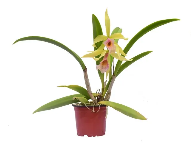Brassocattleya Felicia Aurea (Brassocattleya)