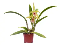 Brassocattleya Felicia aurea