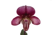 Paphiopedilum WHYTE THORNE SAVOIR (rungsuryanum x charlesworthii)