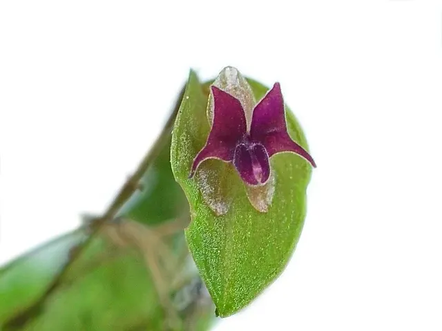 Lepanthes expansa (Lepanthes)