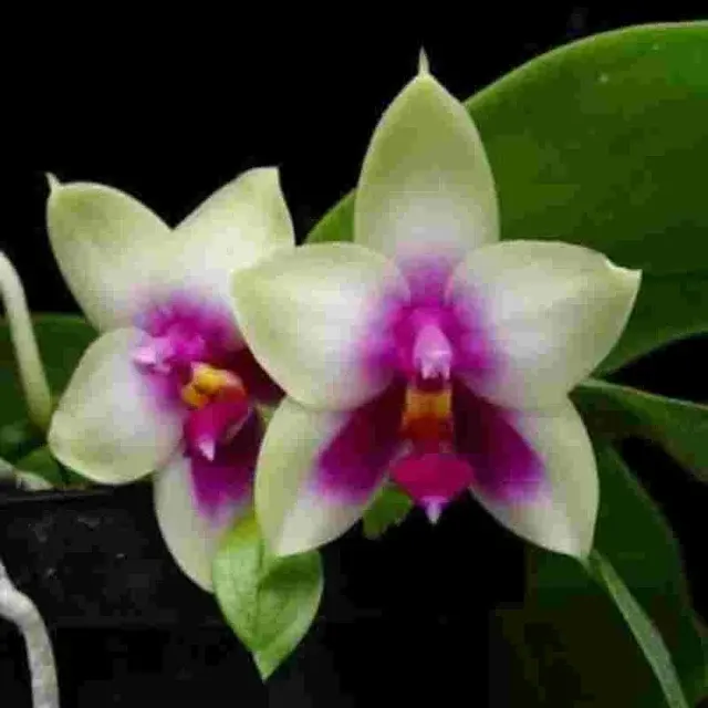 Phalaenopsis bellina sp (Phalaenopsis)