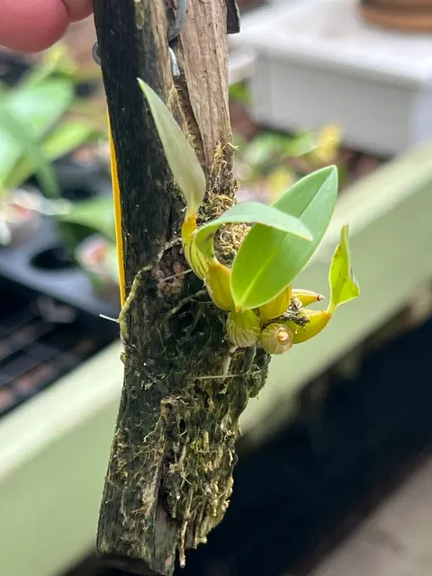 Dendrobium abberans (Dendrobium)