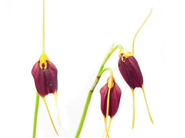 Masdevallia odontopetala (Masdevallia)