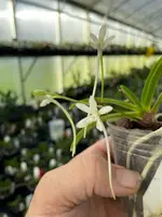Neofinetia falcata ‘Midori Jujisei’