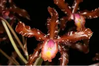 Cattleya Myrmecophila marginata