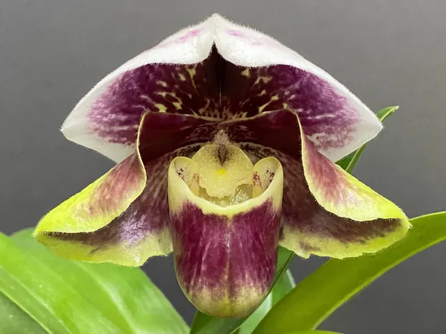 Paphiopedilum Complex (Germany crosses)