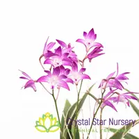 Dendrobium Kingianum Variegated