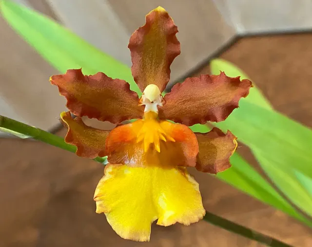 Odontocidium Burnt Orange