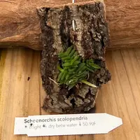 Schoenorchis scolopendria