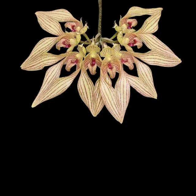 Bulbophyllum annandalei (Bulbophyllum)