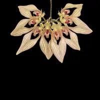 Bulbophyllum annandalei