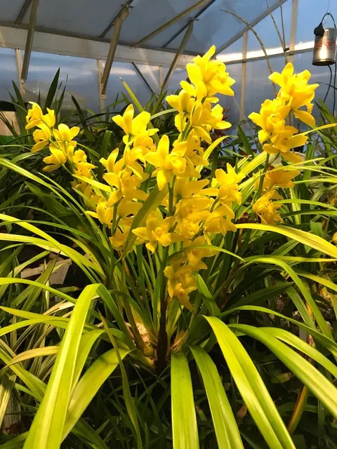 Cymbidium Summer Pearl Early Bird X Golden Elf