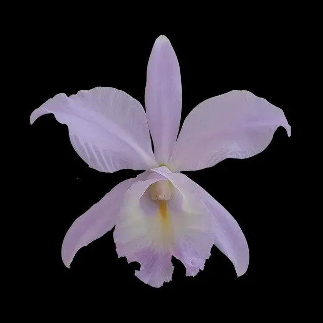 Cattleya Alliance: Cattleya Sea Breeze HCC/AOS 'Blue Ribbon'