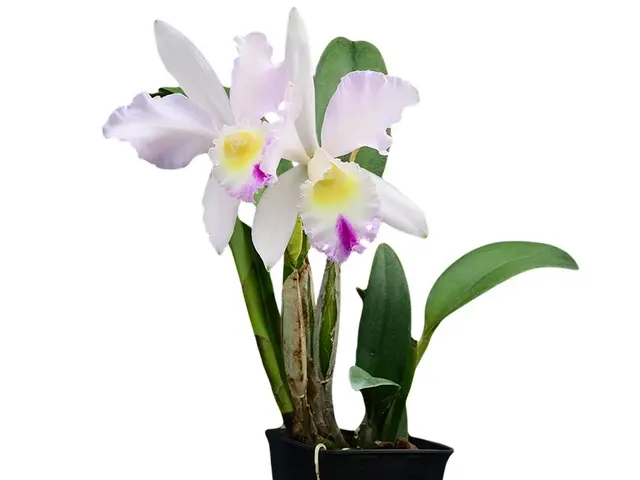 Cattleya Intermedia-Gigas Alba X Brassolaeliocattleya Mildred X Blc. Chyong Guu Swan (Cattleya)