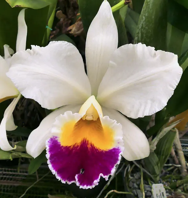 Laeliocattleya Lew Sykora 'Ceylon Ivory' (Laeliocattleya)