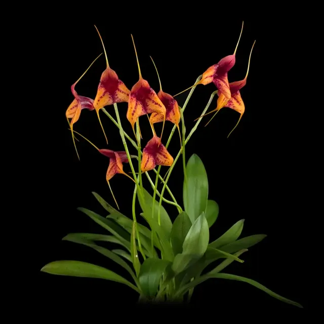 Masdevallia Winterblush Station (Masdevallia)