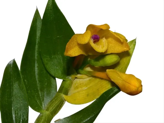 Dendrobium trichostomum purple leaf x green leaf