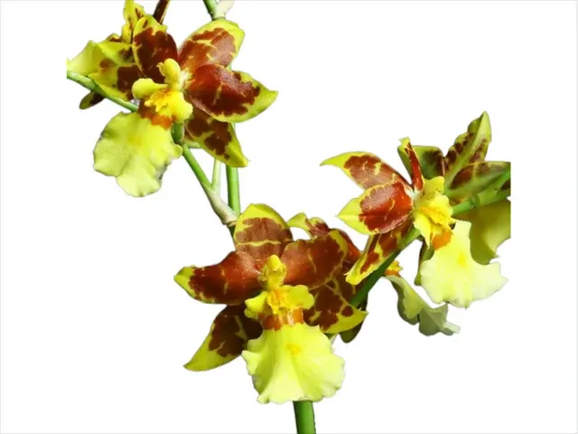 Oncidium sphacelatum (Oncidium)