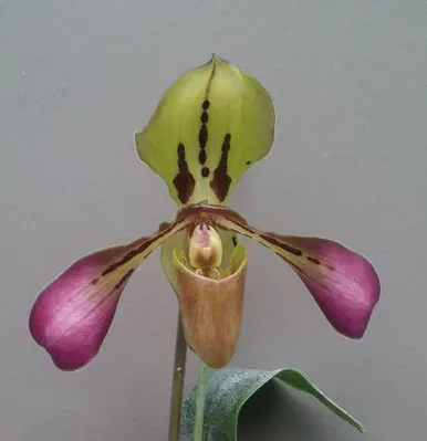 Paphiopedilum tigrinum (Paphiopedilum)