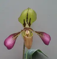 Paphiopedilum tigrinum