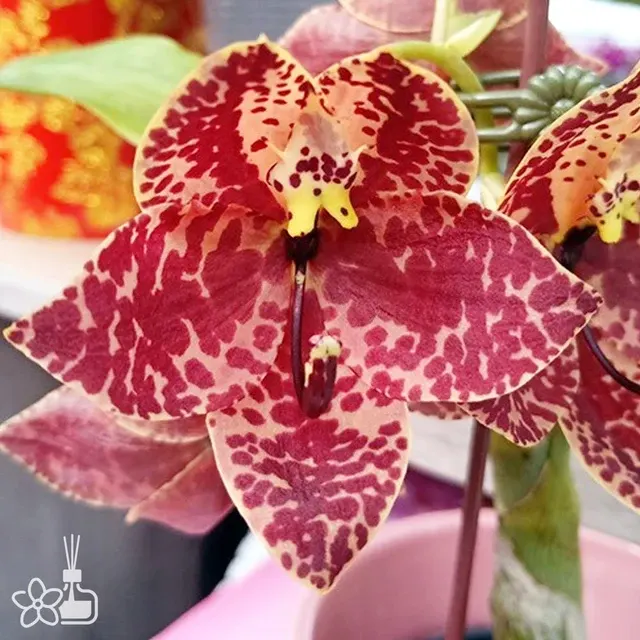Cycnoches TIDC Purple Frilled Lizard 'Orange Coffee'